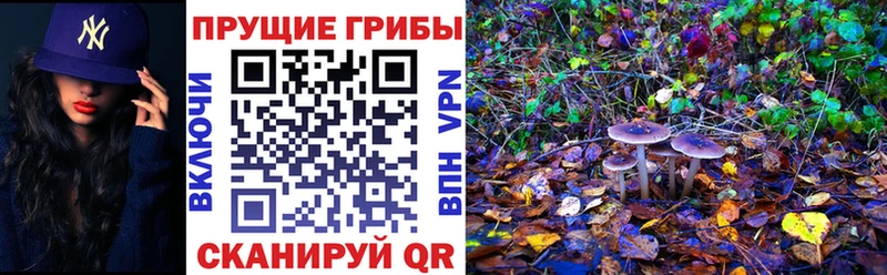 Купить где  Жирновск  Псилоцибиновые грибы прущие грибы 